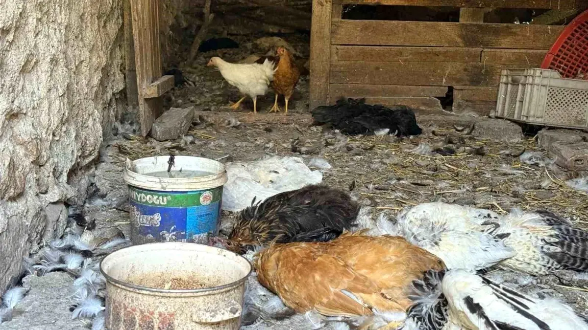 Köpek Saldırısında 22 Yıllık Tavuk Emekleri Yok Oldu