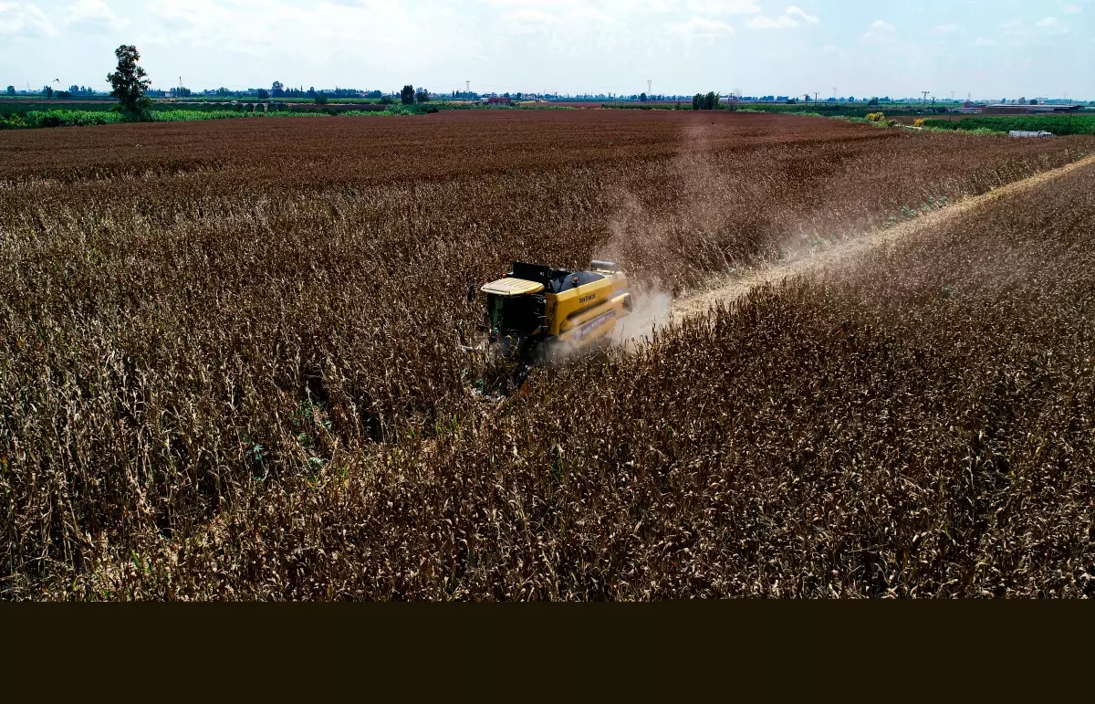 Mısır üreticisine ton başına 688 lira ek destek