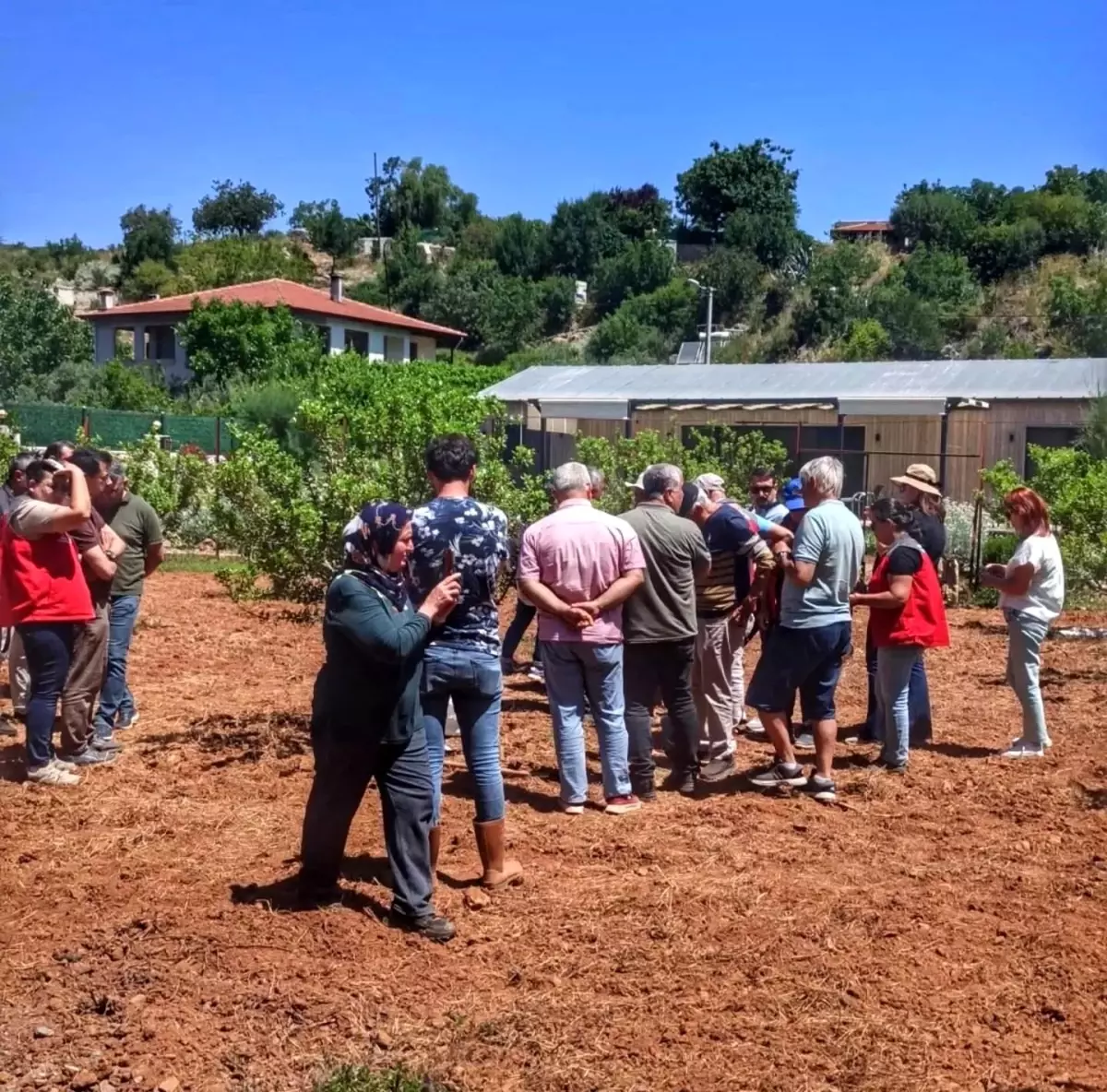 Muğla'da Sakız Ağacı Yetiştiriciliği İçin Tarla Günü Düzenlendi