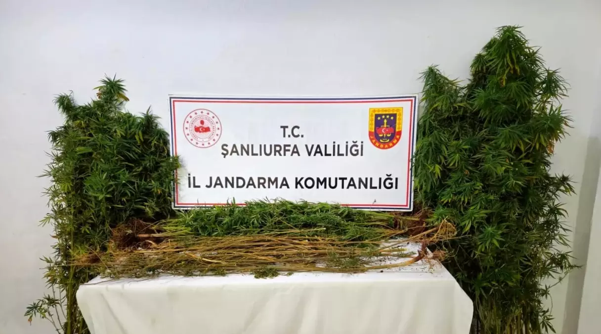 Şanlıurfa'da Uyuşturucu Operasyonu: 15 Adreste 15 Zanlı Gözaltında