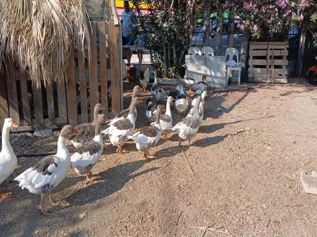 sartli tahliye edilen kazlar sahile inip 9 18971183 o