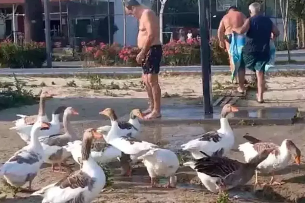 'Şartlı tahliye' edilen kazlar yine sahile indi