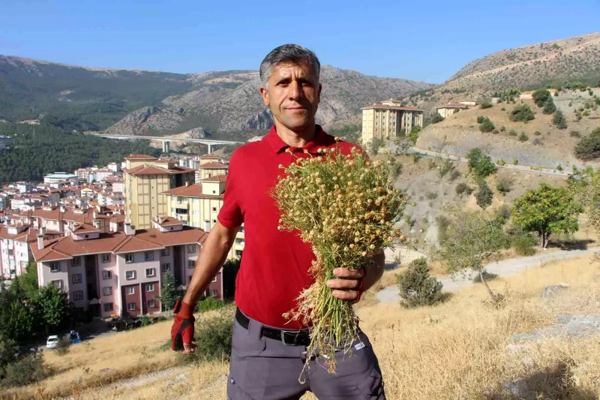 Amasya'da Üzerlik Otuna Büyük İlgi