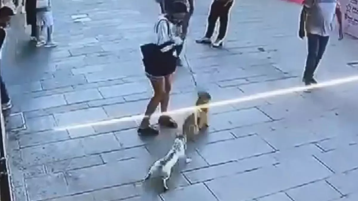 Fatih'te 'Muhtar' isimli kedi, köpeğe saldırdı