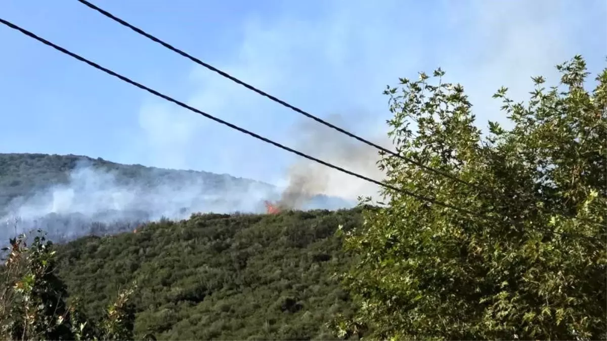 Bursa'da Orman Yangını: Bir Kişi Gözaltına Alındı