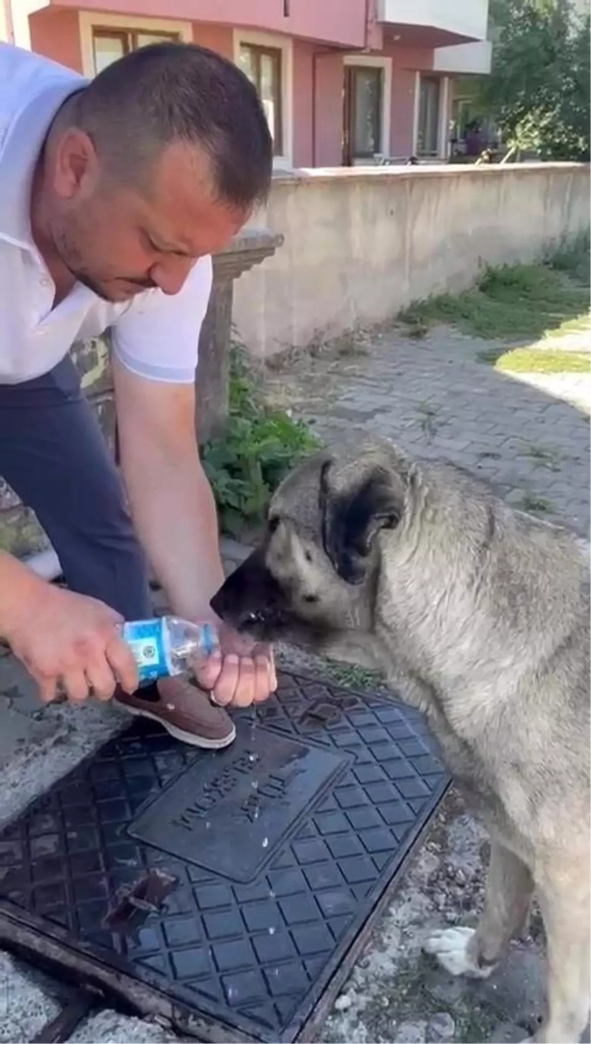 Düzce'de Muhtarın Duyarlılığı Sokak Hayvanlarını Sevindirdi
