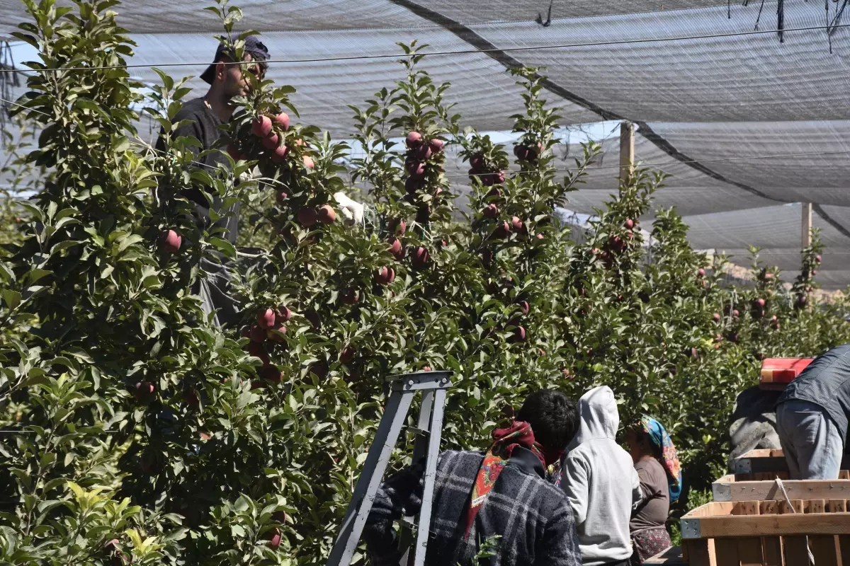 Niğde'de Elma Rekoltesinde Büyük Düşüş