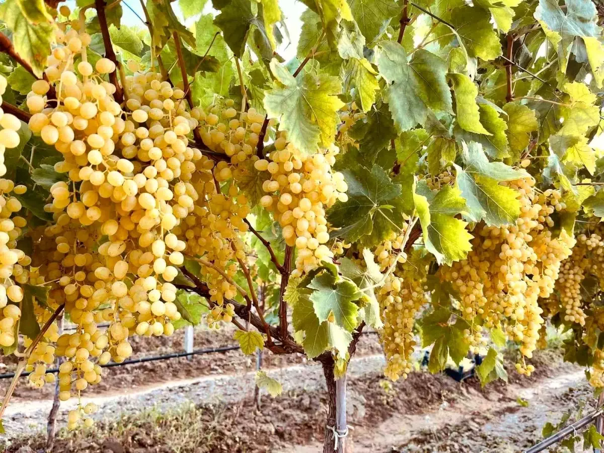 Sultaniye Üzüm Hasadı Sarıgöl'de Başladı