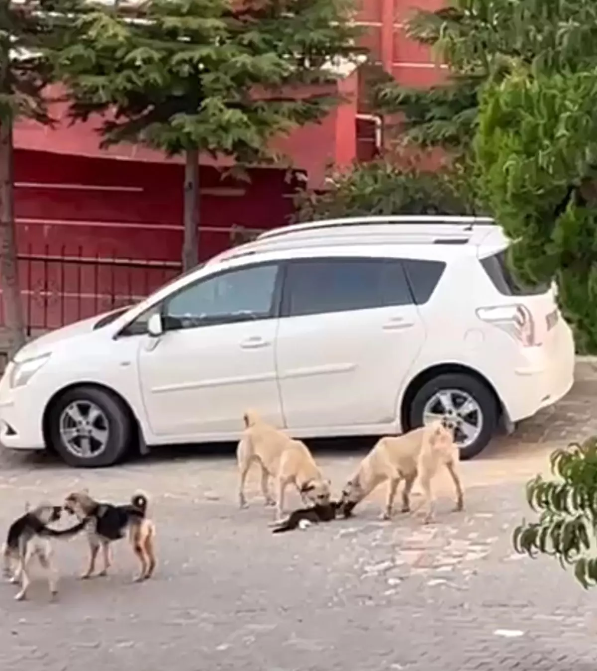 Nevşehir'de Sokak Köpekleri Kediyi Parçaladı