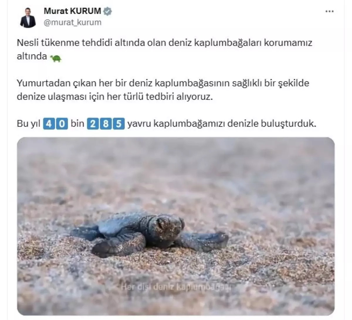 Deniz Kaplumbağaları İçin 40 Bin Yavru Denize Kavuştu