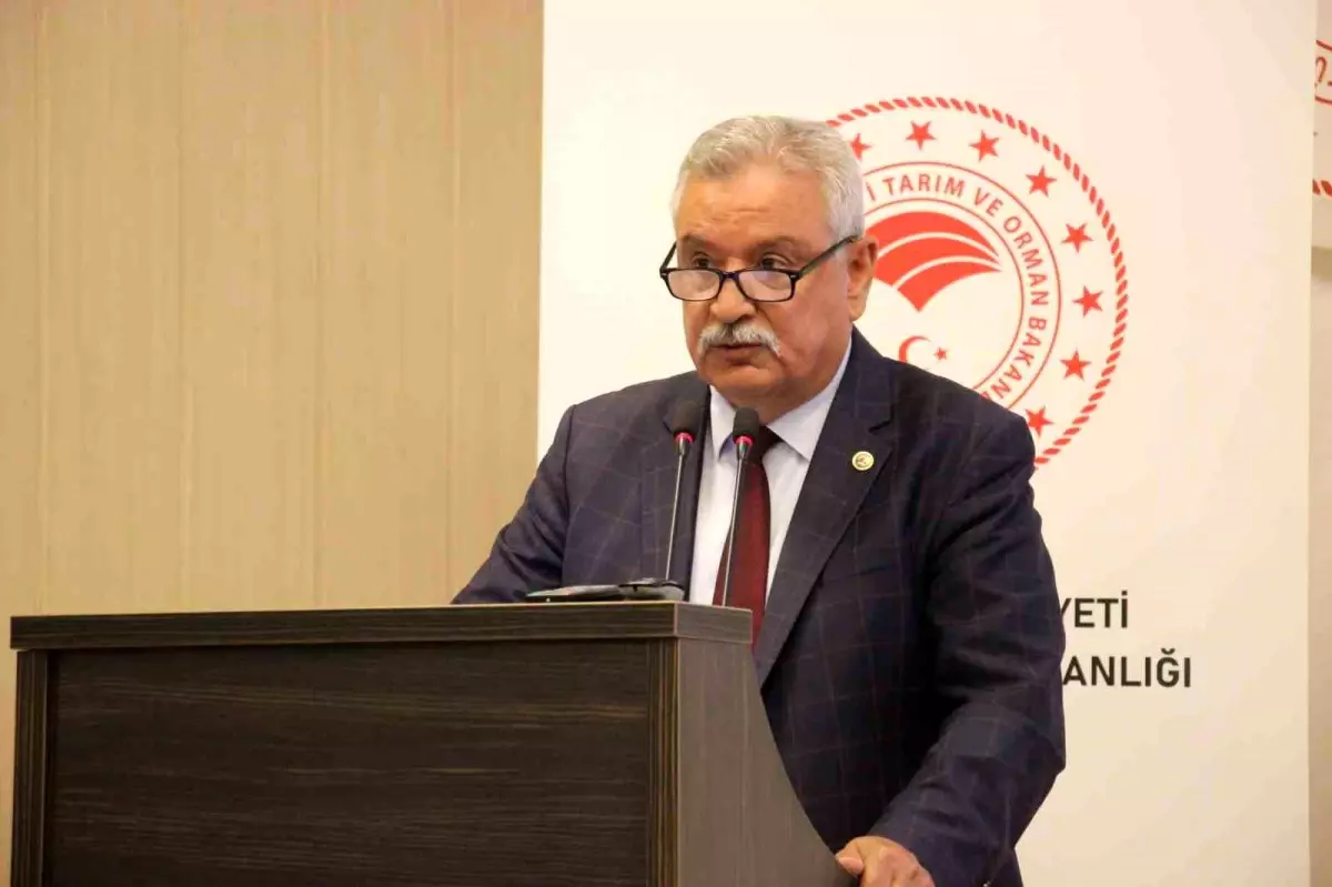İncir Ağaçları da Zeytin Gibi Korunmalı