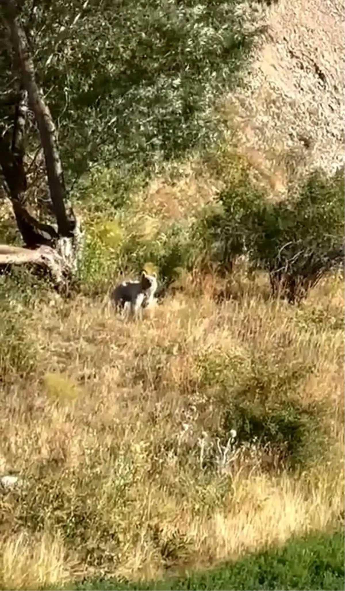 Bayburt'ta Baba ve Kızı Bozayı ile Karşılaştı