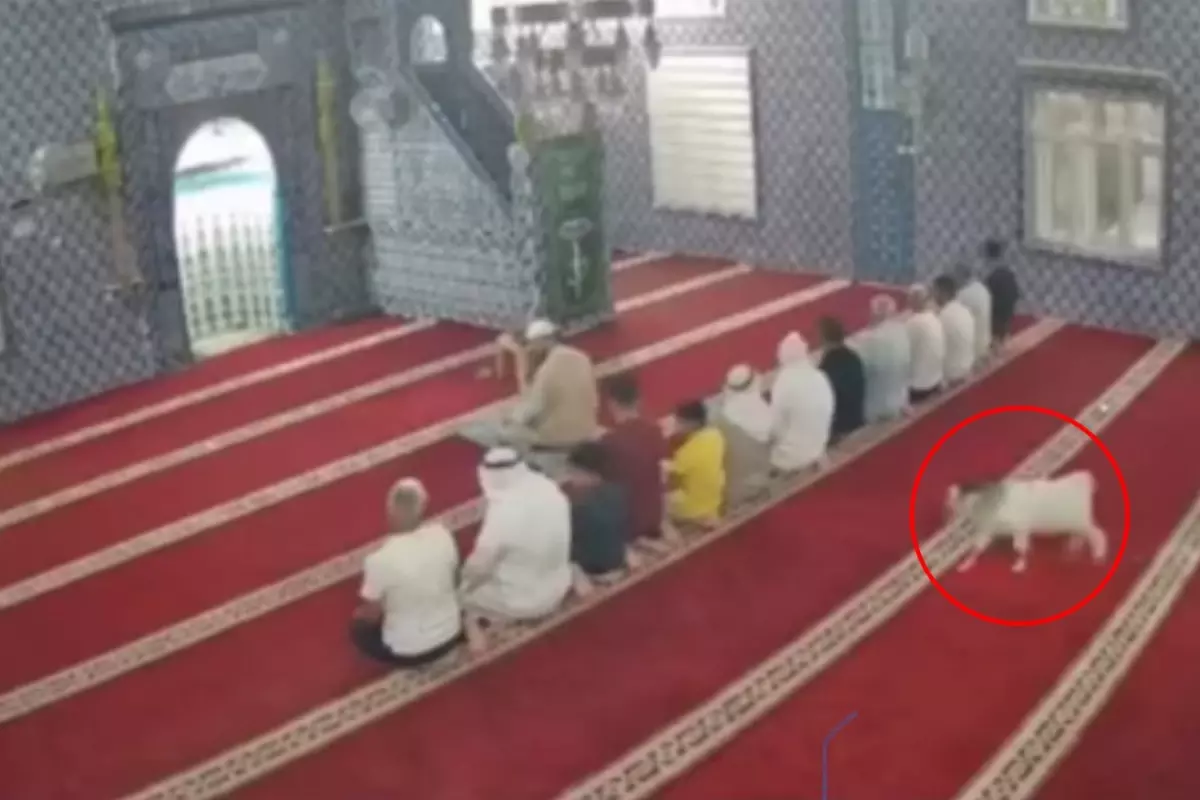 Mardin'de cemaat namaz kılarken camiye oğlak girdi
