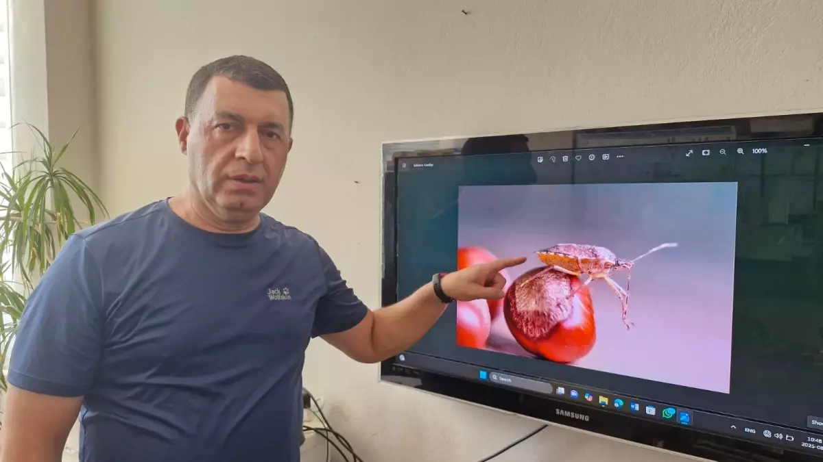 Kahverengi Kokarca Böceği Türkiye'de Yaygınlaşıyor: Biyolojik Mücadele Çağrısı