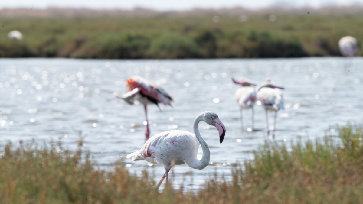 İzmir'de Flamingo Yolu Turları ile Gediz Deltası'nın Güzellikleri Keşfediliyor