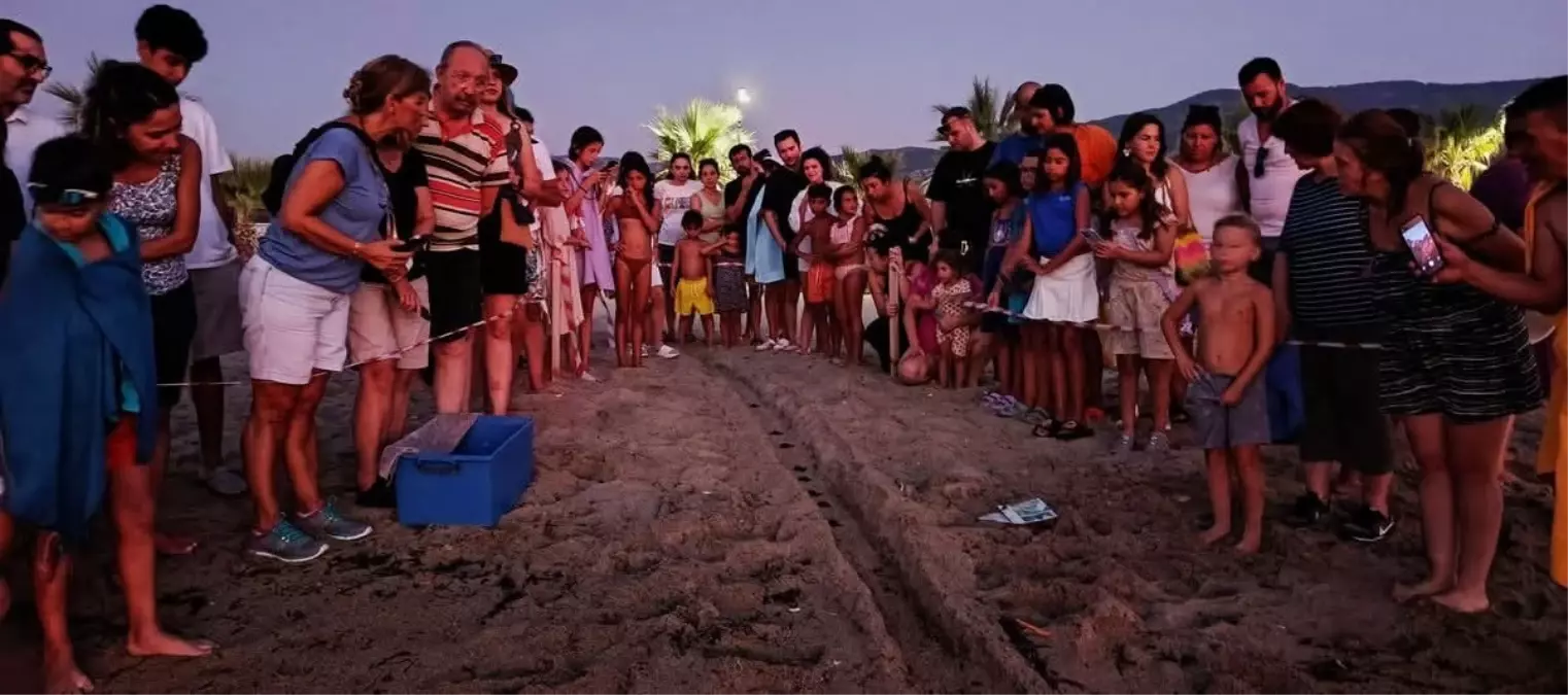 Kuşadası'nda Caretta Caretta Yavruları Denizle Buluştu