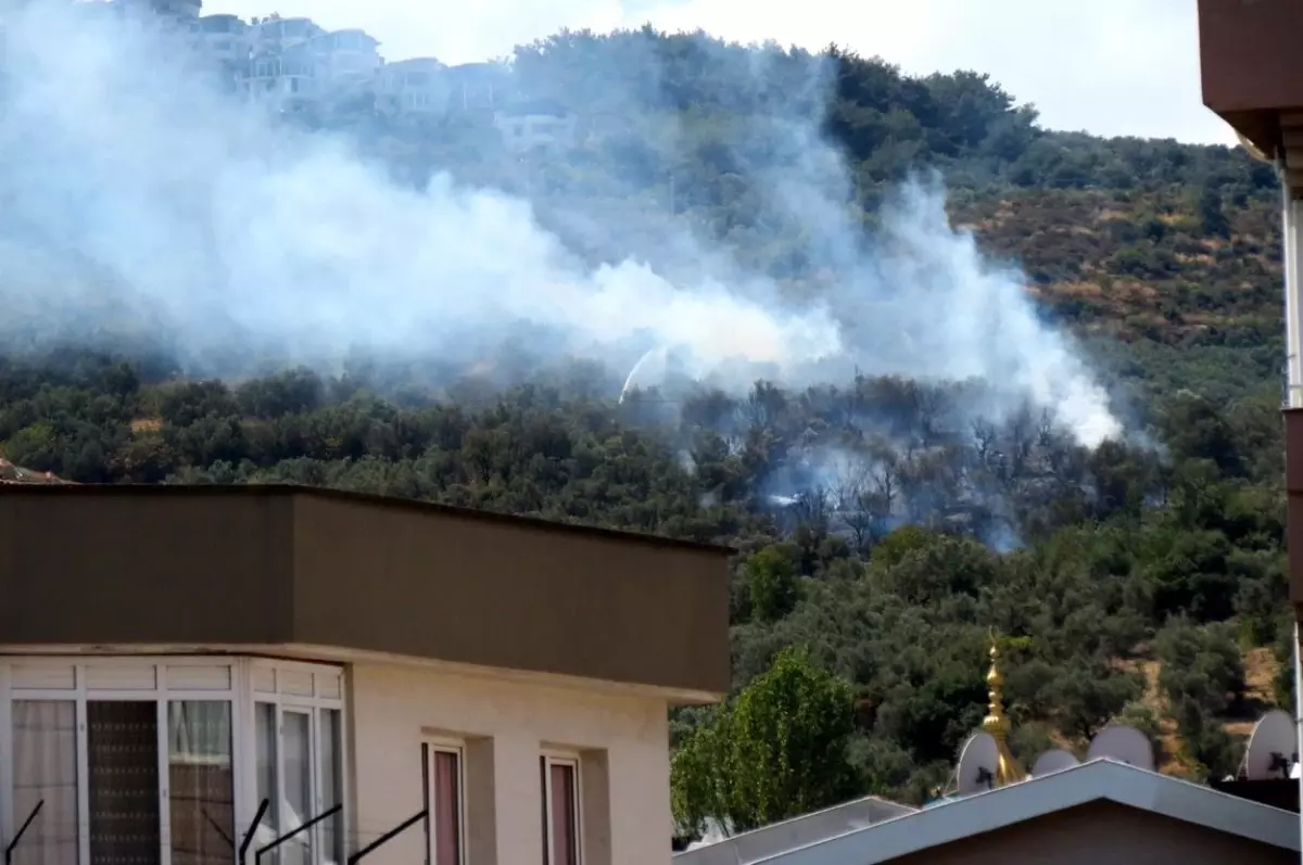 Mudanya'da Zeytinliklerde Yangın Çıktı