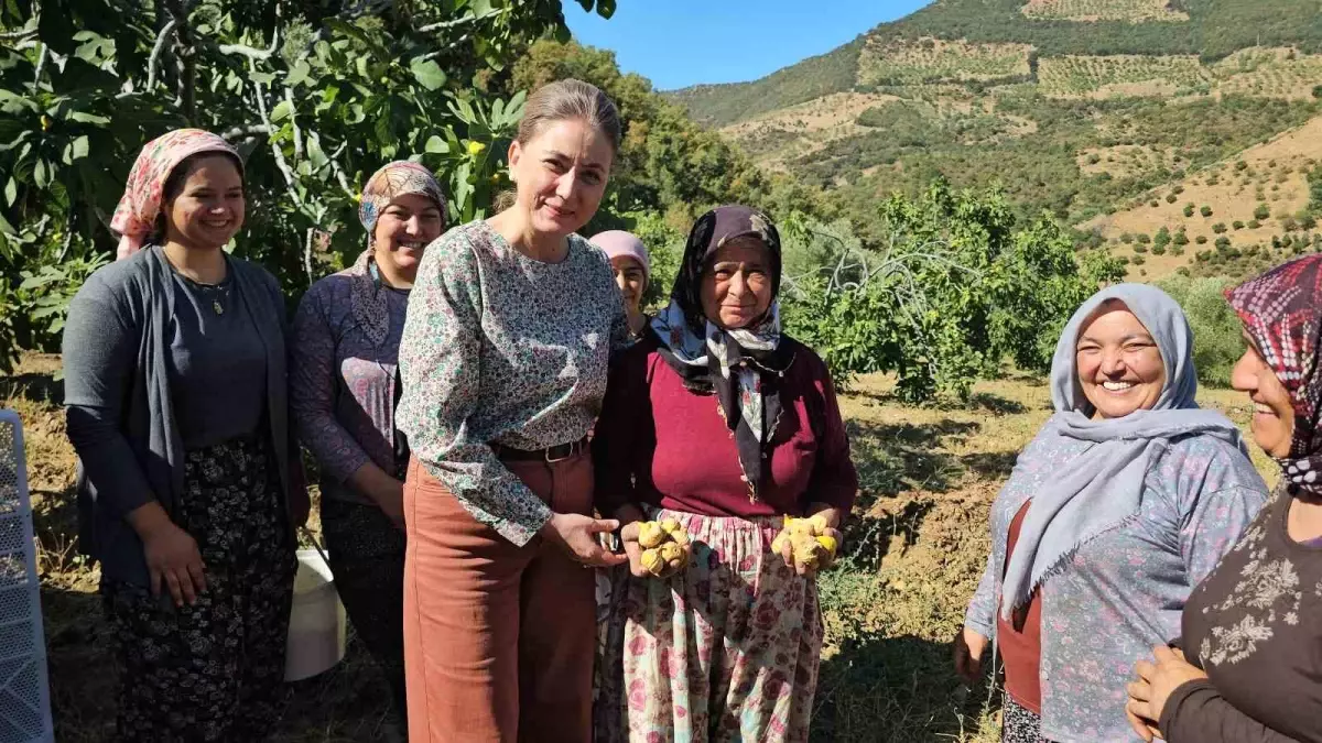 Aydın'da Sarı Lop İncir Hasadı Başladı
