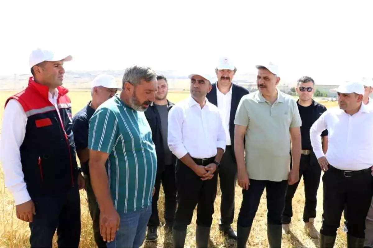 Erzurum'daki Tarım Lisesi Öğrencilerinin İlk Buğday Hasadı Gerçekleşti