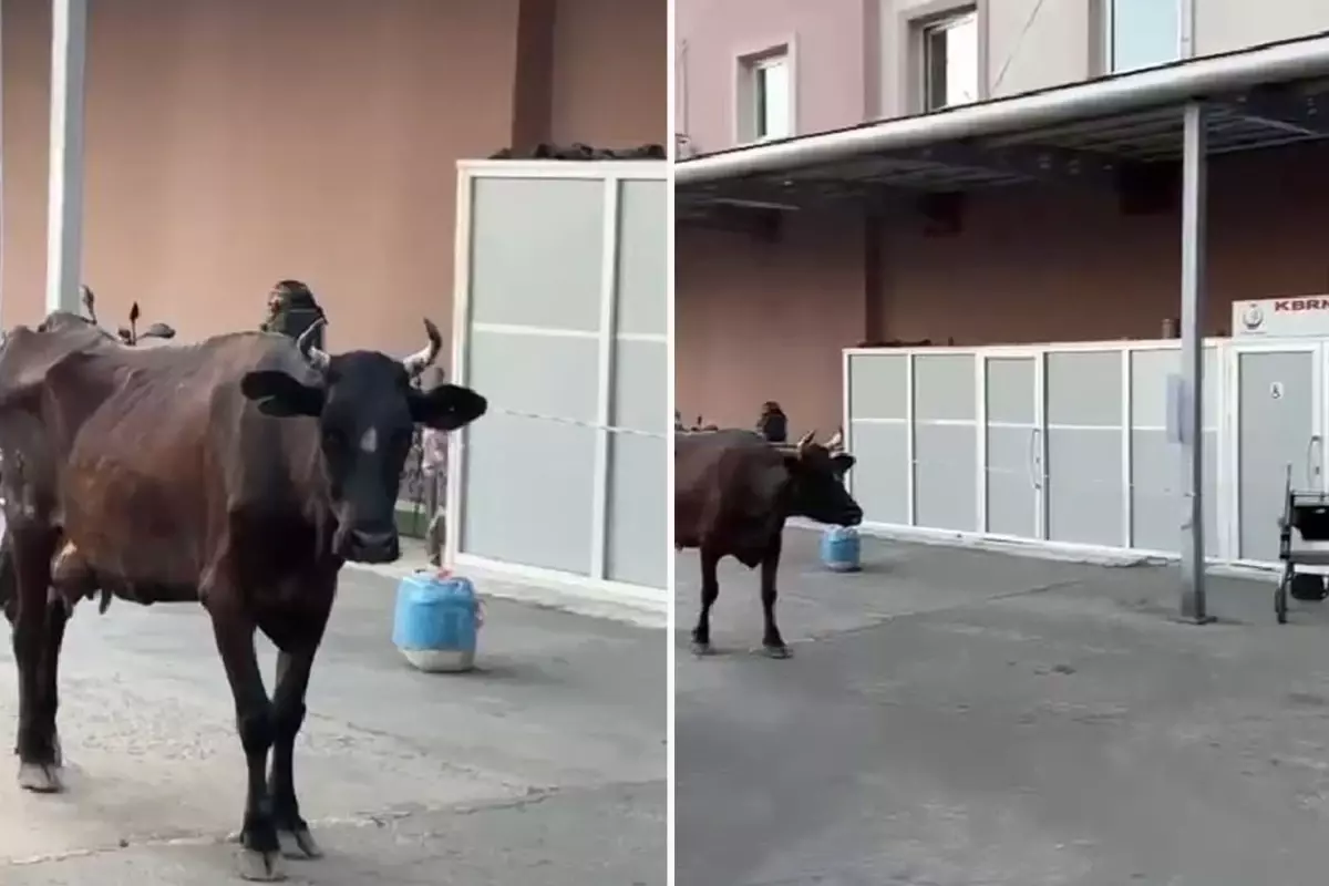 Çiftlikten kaçan inek hastanenin acil servisine girdi