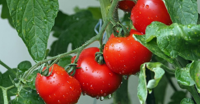 Domates çorbası nasıl yapılır? Domates çorbası tarifi! Domates çorbası nasıl yapılır? Domates çorbası tarifi!