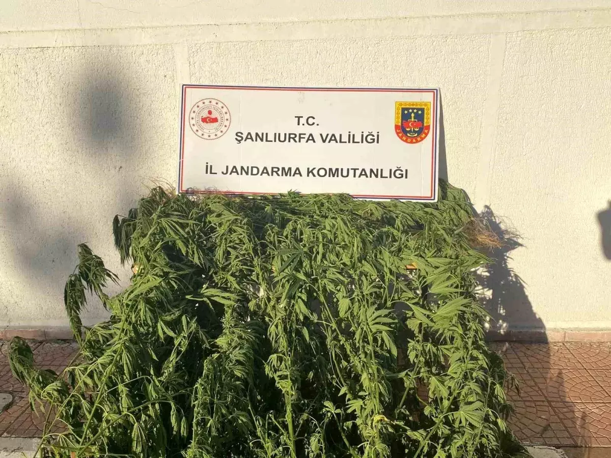 Şanlıurfa'da Jandarma Operasyonu: 35 Kök Kenevir Ele Geçirildi