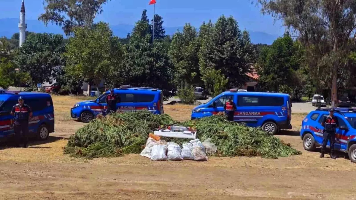 Köyceğiz&apos;de Mısır Tarlası Görünümlü Alanda 5 Bin Kök Kenevir Ele Geçirildi