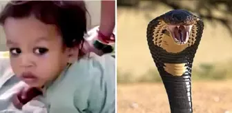 Küçük çocuk, eline dolanan zehirli kobrayı ısırarak öldürdü