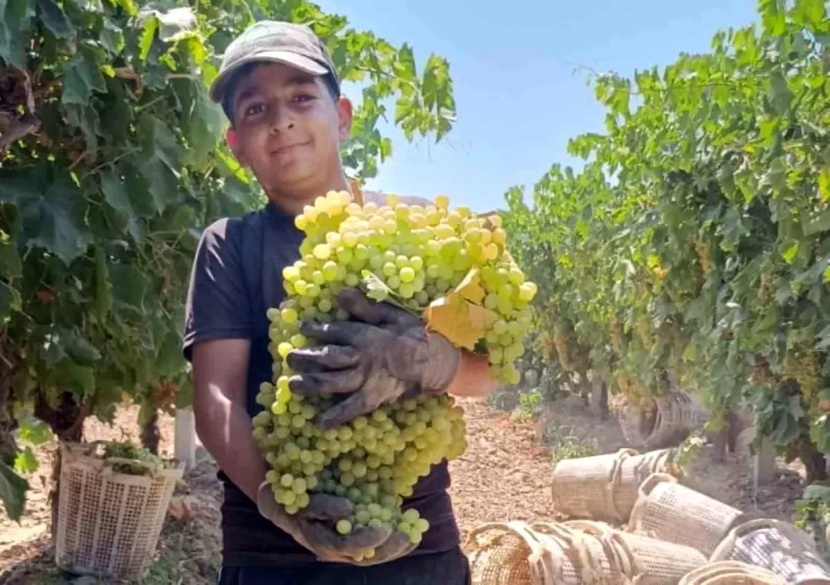 Manisa'da Dev Üzüm Salkımı Hasat Edildi: 7 Kilo 250 Gram