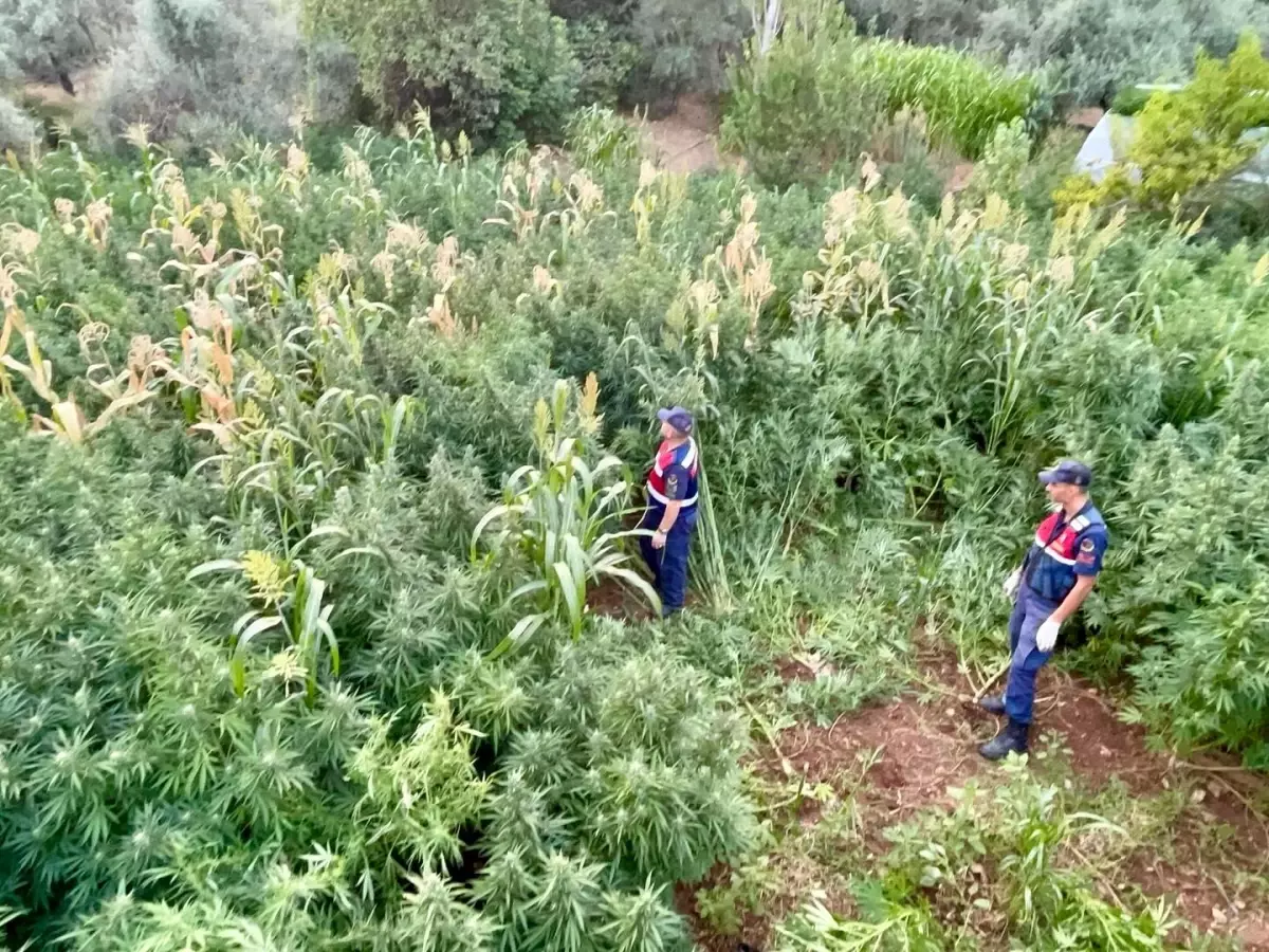 Köyceğiz&apos;de Uyuşturucu Operasyonu: 2 Kamyon Kenevir Ele Geçirildi
