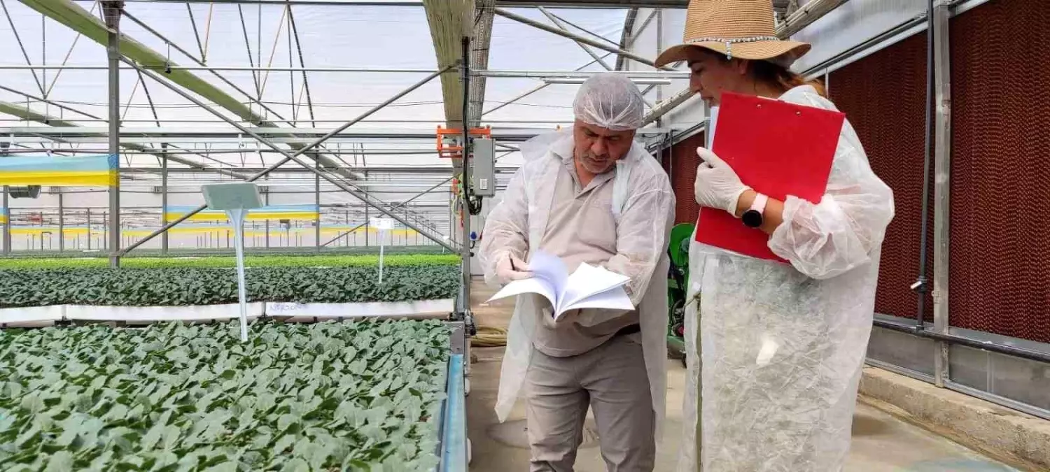 Manisa'da Kışlık Fide Dikim Dönemi Başladı