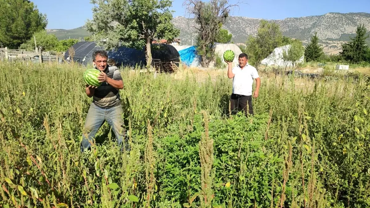 Karpuz Üreticisi, Tarlasını Halka Açtı: Ücretsiz Karpuz Dağıtıyor