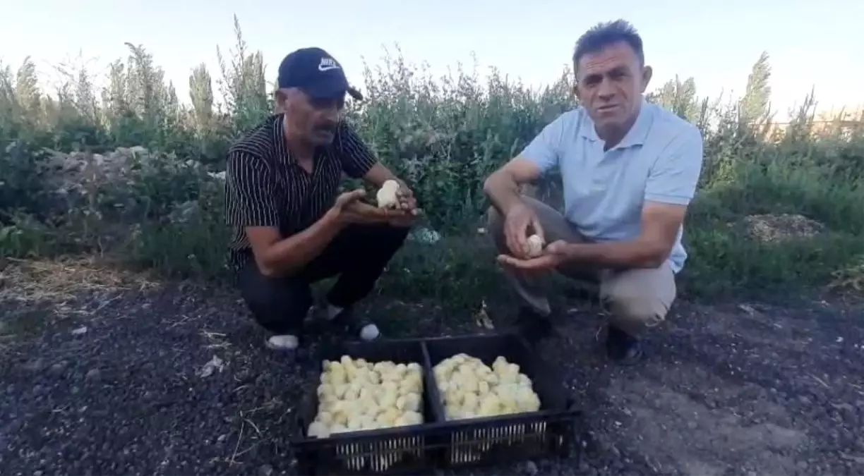 Nevşehir'de Yumurtadan 4 Ayaklı Civciv Çıktı