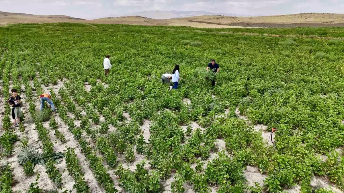Ağrı'da Çiftçilere Yüzde 75 Hibe Desteğiyle Kuru Fasulye Tohumu Dağıtıldı