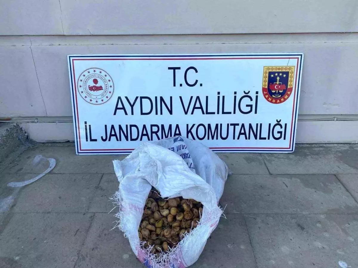İncir Hırsızları Jandarma Tarafından Yakalandı