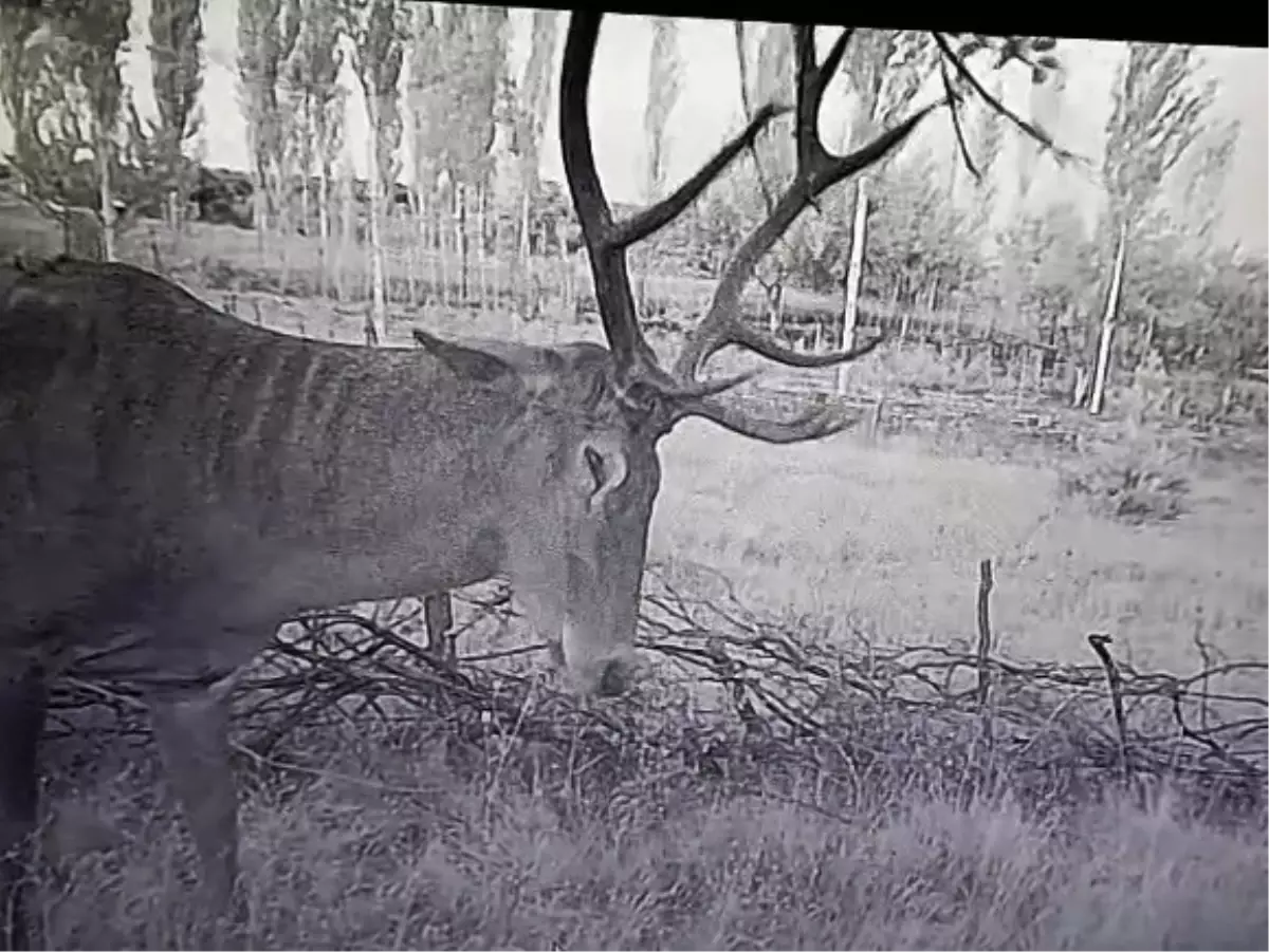 Kütahya'da Çiftçiler Kızılgeyiklilerin Zararına Fotokapan Kurdu