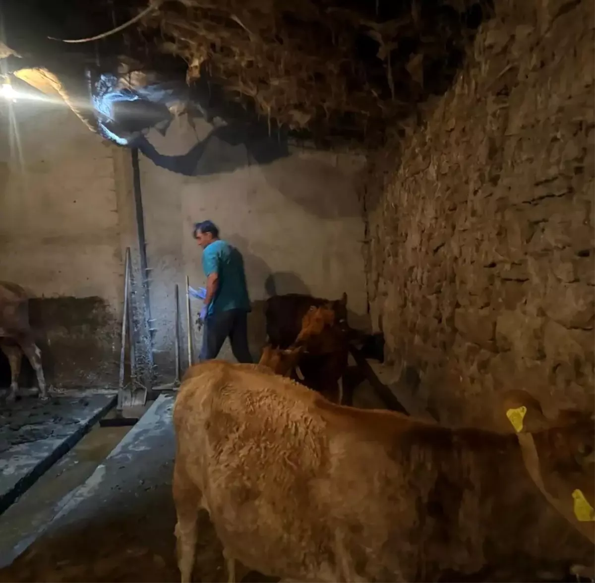 Ağrı'nın Diyadin İlçesinde Şap Hastalığı Aşılamaları Devam Ediyor