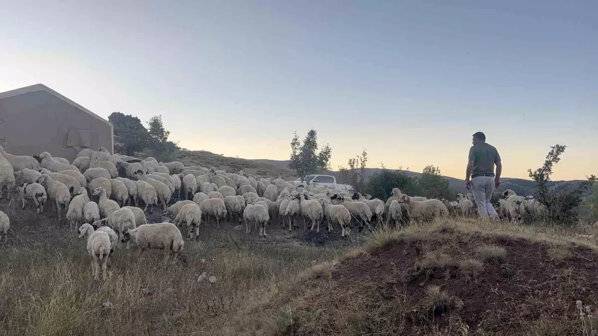 Erzincan'da Ayı ve Kurt Saldırısı: 25 Kuzu Telef Oldu