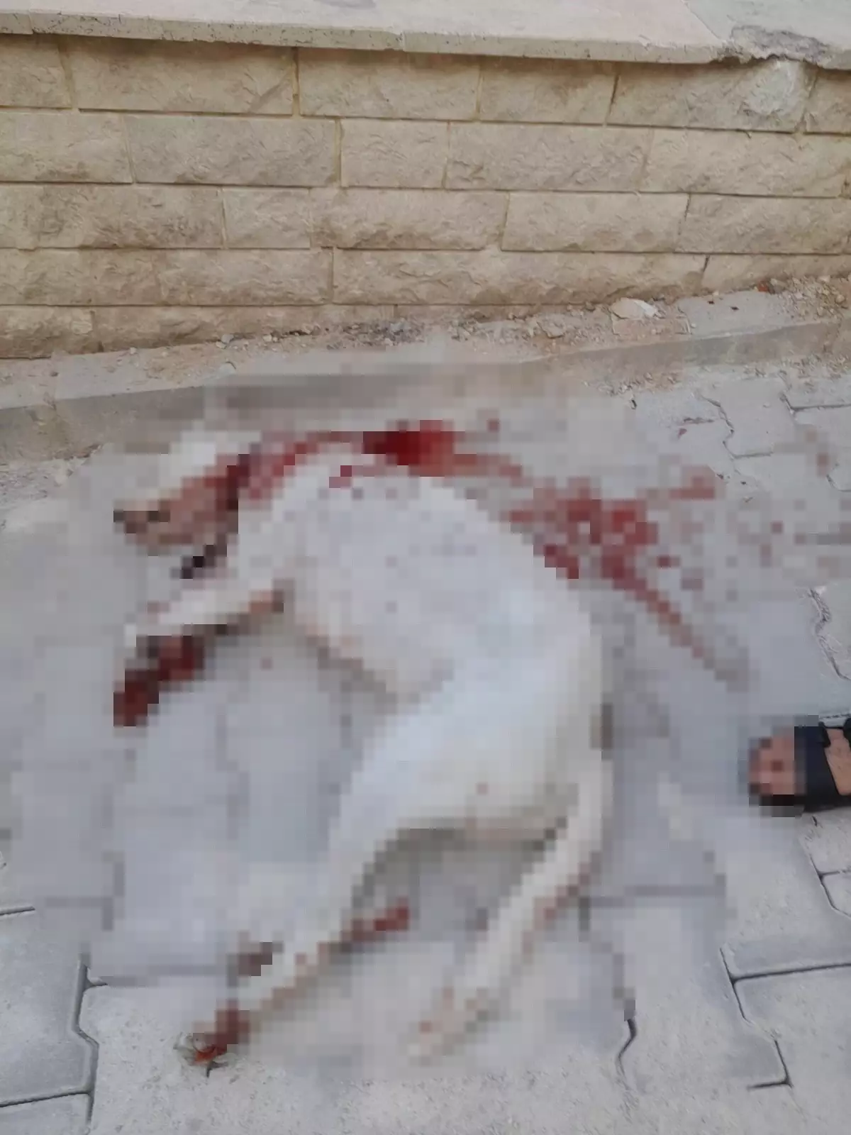Bahçesindeki Hayvanlara Zarar Verdiği Gerekçesiyle Hamile Köpeği Vuran Adam Tutuklandı