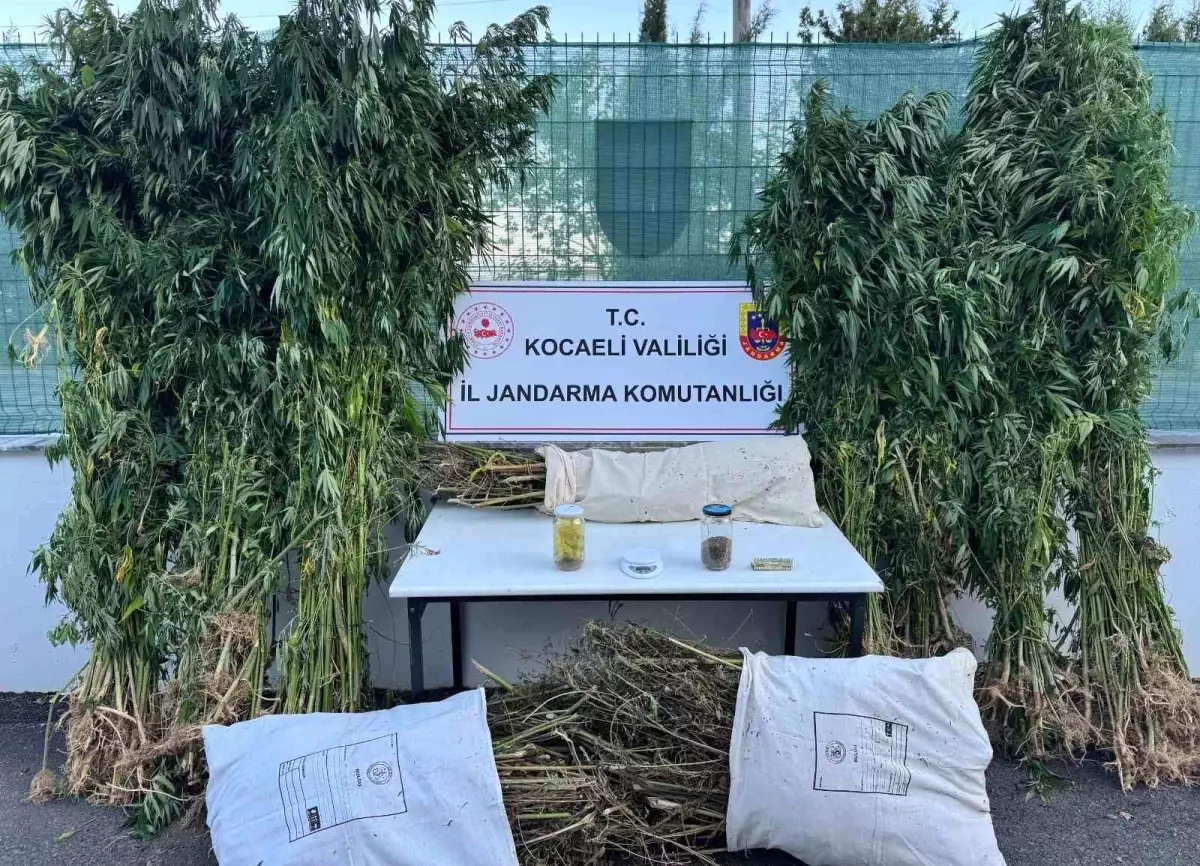 Kocaeli'nde Uyuşturucu Operasyonu: 12 Kilo Esrar ve 583 Kök Kenevir Ele Geçirildi