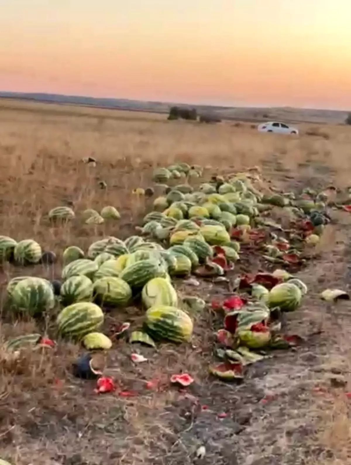 Tekirdağ&apos;da Yolda Dökülen Karpuzlar Üzüntüye Sebep Oldu