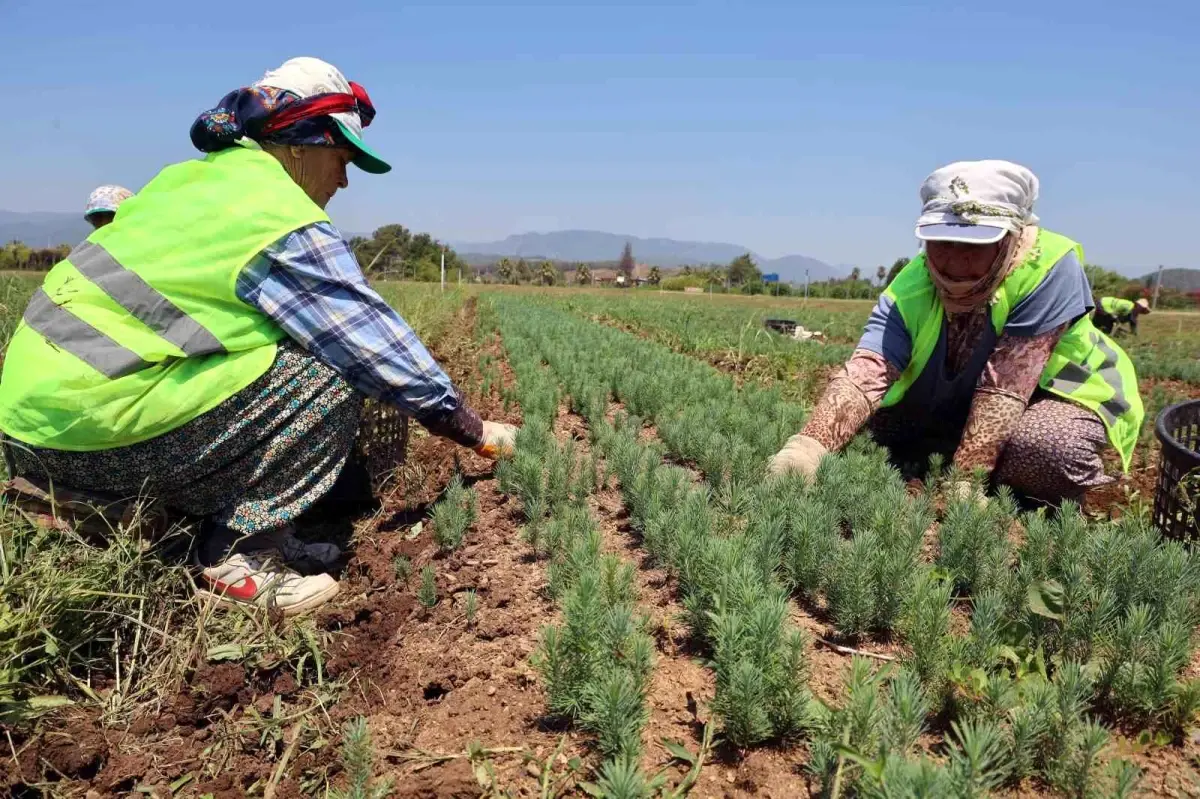 Muğla&apos;da Orman Yangınları Sonrası Fidan Üretimi Artıyor