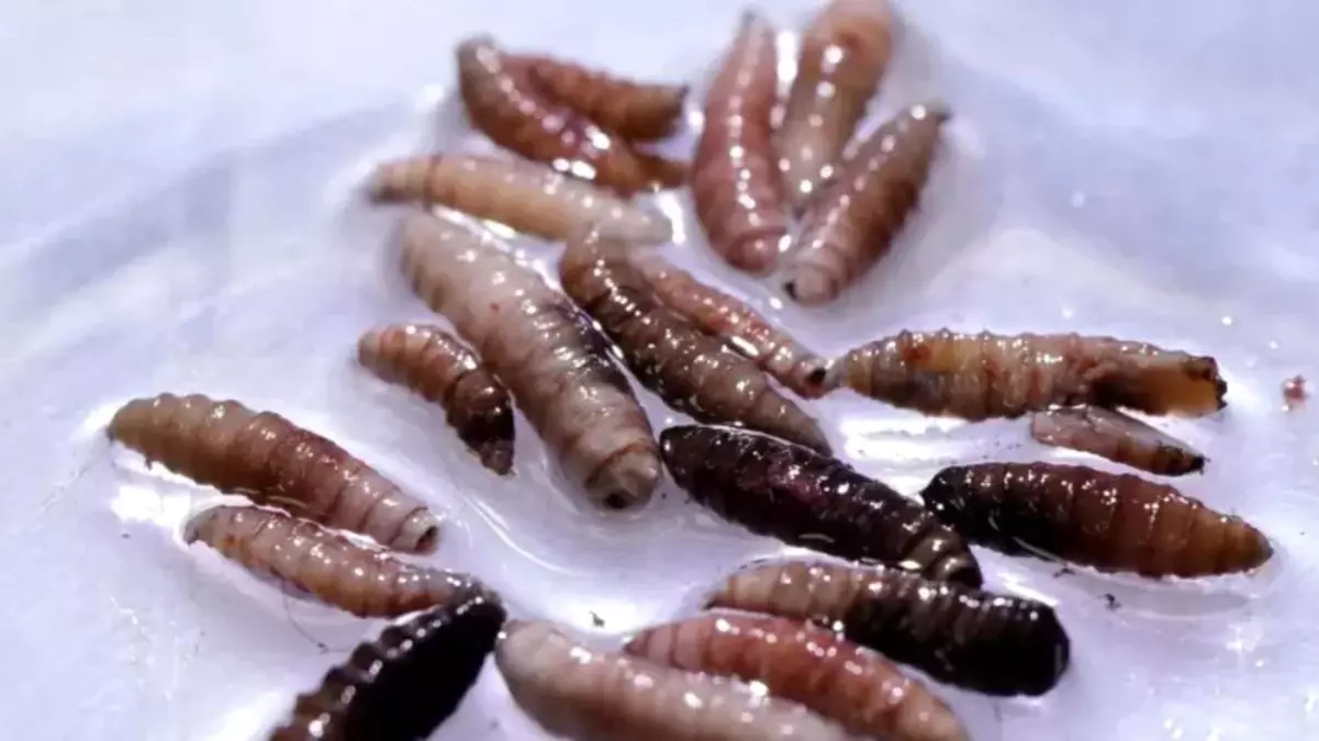 ABD'de İlk Yeni Dünya Vida Kurdu Sineği Vakasının Tespiti
