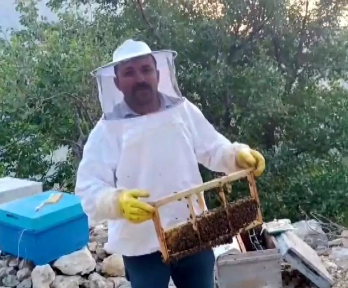 Kahramanmaraş&apos;ta Ayı Saldırısı: Arıcının 100 Bin Lira Zarar Ettiği İddia Ediliyor