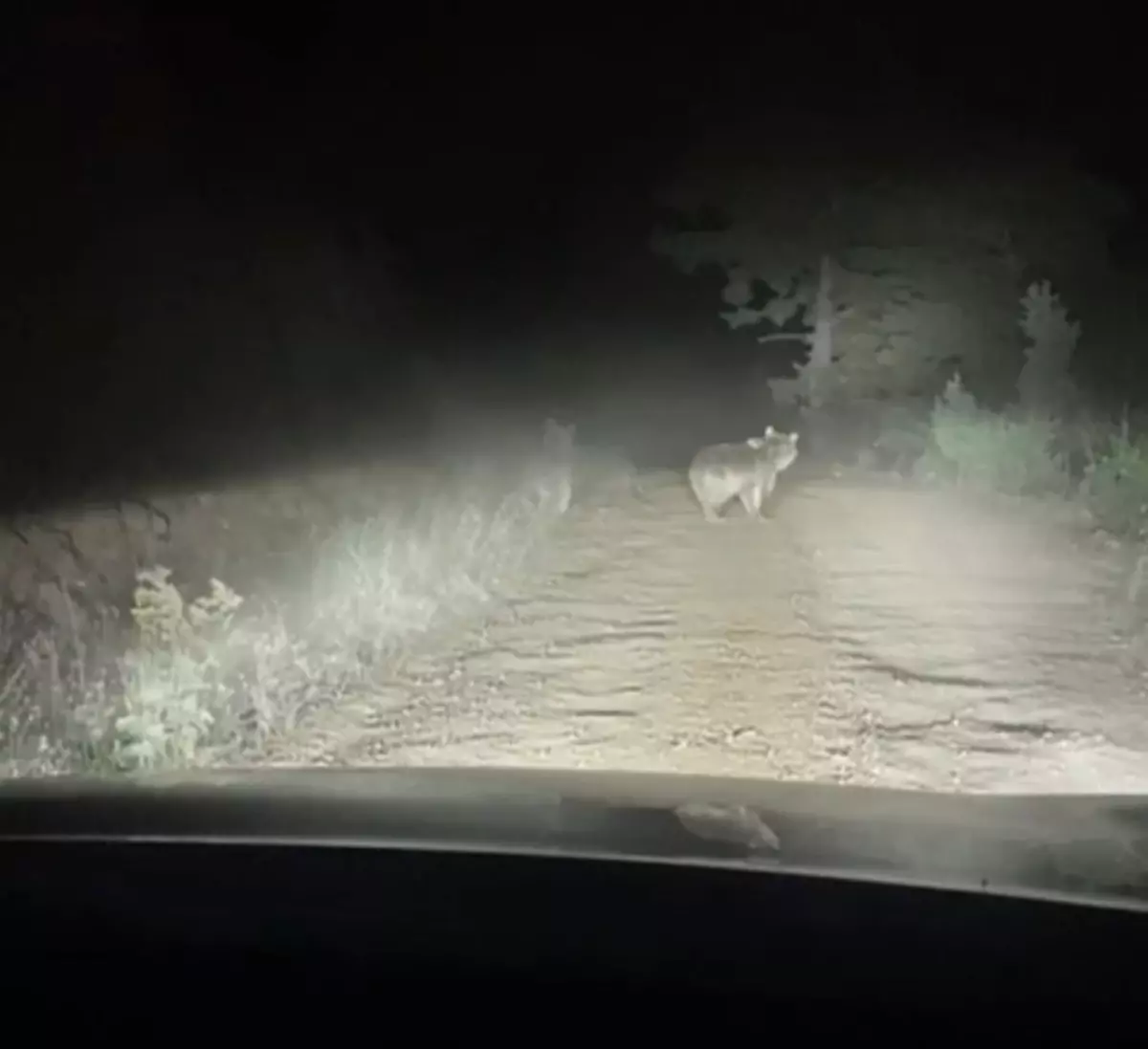 Artvin&apos;de Ayı Taksiye Saldırdı