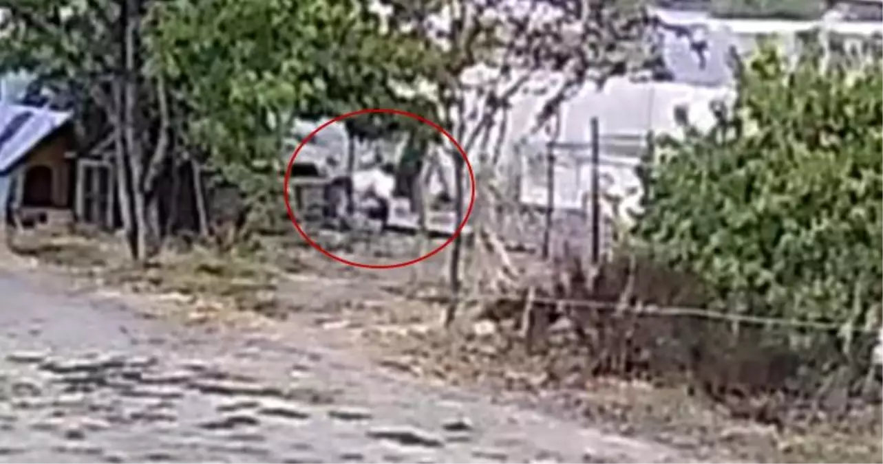 Düzce'de Başlıbaşına Köpekler, 20 Tavuğu Telef Etti