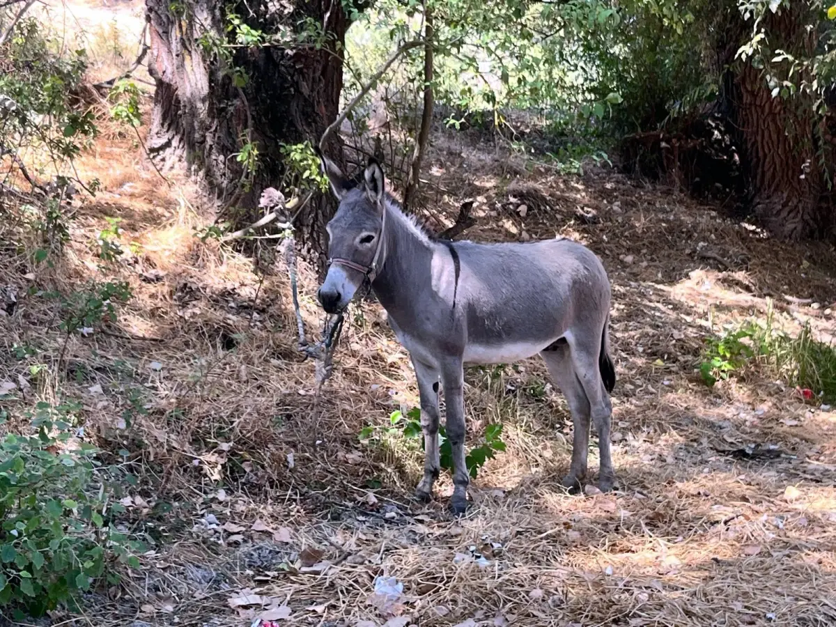 Edirne Otogarı'nda Kaybolan Eşek Sahibine Kavuştu