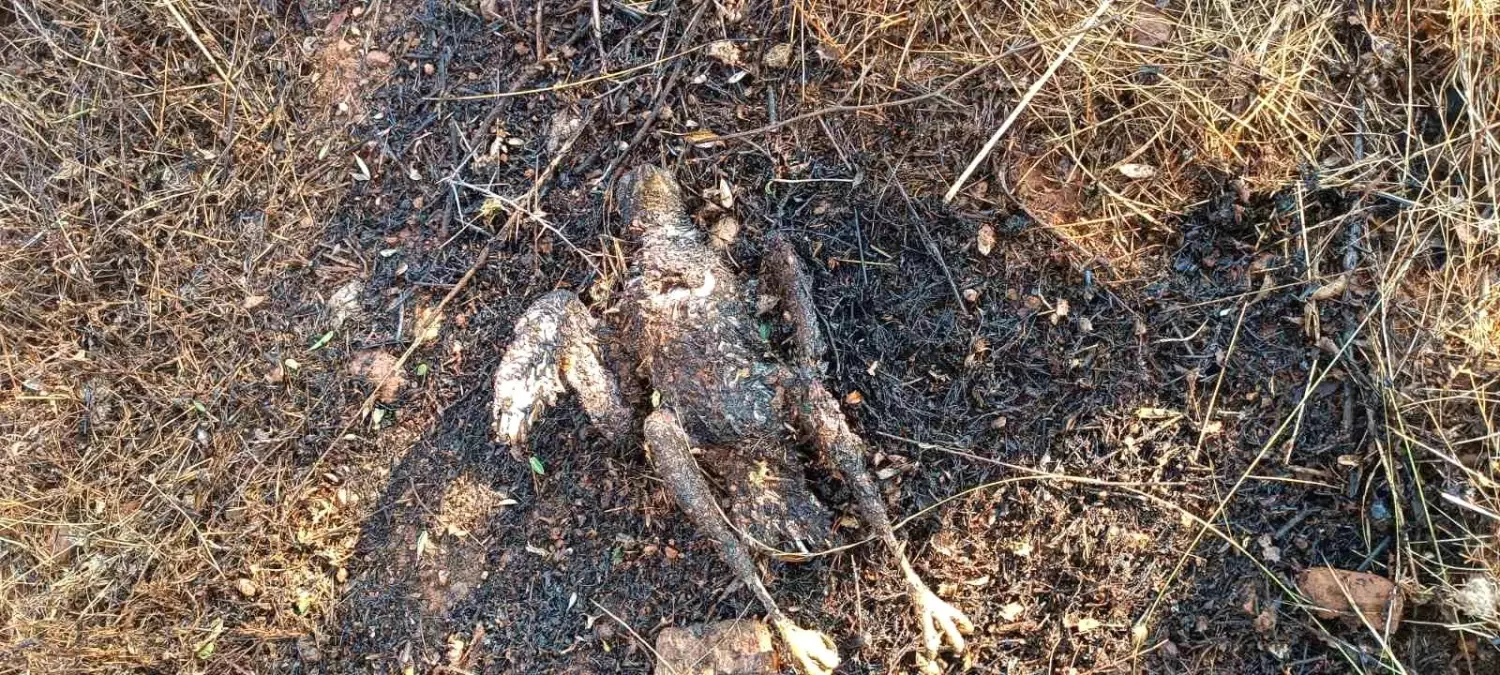 Kuş Yangına Neden Oldu, Muğla&apos;da Hızlı Müdahale ile Kontrol Altına Alındı
