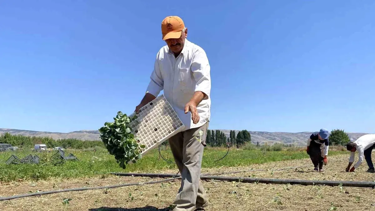 Eskişehir'de Tarım Üreticileri Kuraklık ve Artan Maliyetlerle Mücadele Ediyor