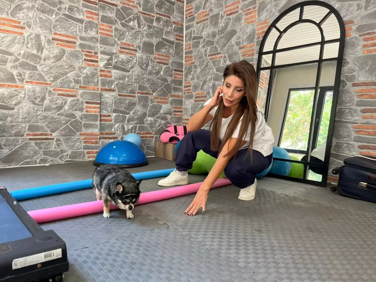 Görme Engelli Chihuahua &apos;Mia&apos;nın Zayıflama Mücadelesi
